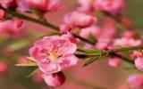 苏州香雪海梅花3月10日将进入盛花期