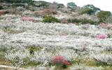 2013年香雪海赏梅最佳时间 2月23日－3月18日